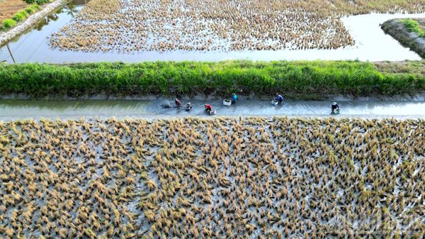 Cà Mau chủ động kịch bản ứng phó nguy cơ El Nino gay gắt