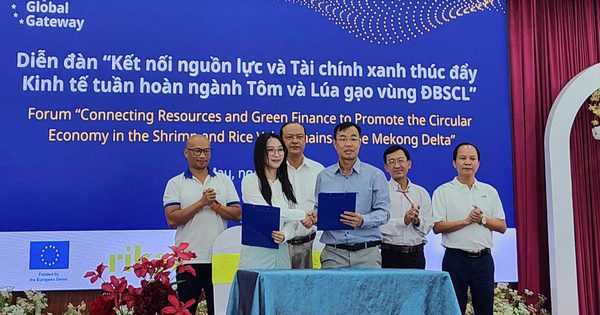 Cà Mau gỡ 'nút thắt' vốn xanh thúc đẩy kinh tế tuần hoàn tôm, lúa gạo