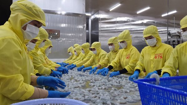 Cà Mau thúc đẩy kinh tế tuần hoàn ngành tôm, lúa để ứng phó biến đổi khí hậu