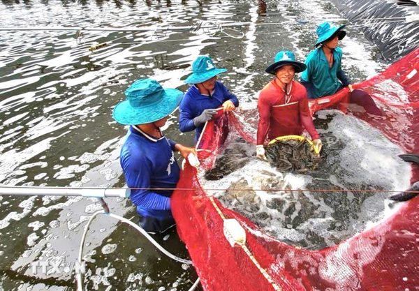 Cà Mau xác định 9 động lực tăng trưởng nông, lâm nghiệp và thủy sản