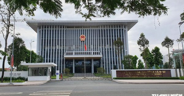 Cà Mau yêu cầu tính lại mức hỗ trợ 13 trụ dừa của người khiếu nại