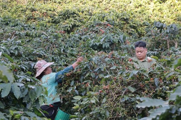 Cà phê Arabica của Sơn La sẽ lên sàn đấu giá tại Hawaii, Mỹ