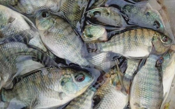 Cá rô phi Việt Nam: người Nhật chuộng làm sashimi, Brazil tăng lượng nhập khủng