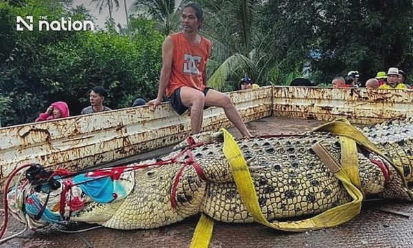 Cá sấu sổng chuồng giữa lũ lớn ở Thái Lan