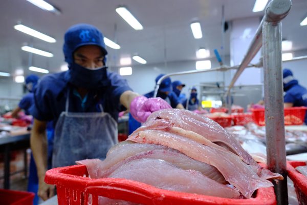 Cá tra tỷ USD của Việt Nam gặp khó tại Mỹ, tăng tốc ở thị trường Trung Quốc