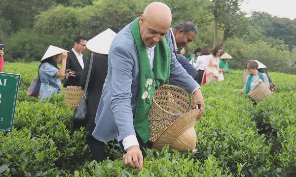 Các đại sứ, nhà ngoại giao trải nghiệm hái chè ở Thái Nguyên