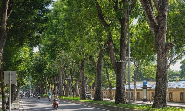 Các tuyến phố chính ở Thủ đô được trồng cây gì?