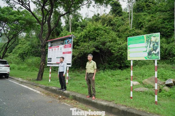 Cắm bảng, túc trực nhắc khách không cho khỉ ăn để giữ mái nhà xanh Sơn Trà
