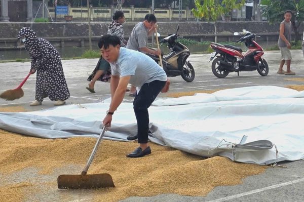 Cán bộ xã rời hội trường đổ ra đường "chạy lúa" giúp dân tránh mưa