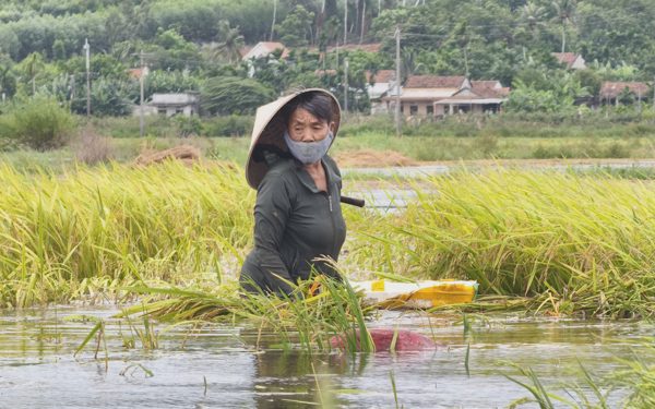 Cận cảnh lúa chín nảy mầm trong nước lũ, người dân cùng nhau vớt vát chút thành quả