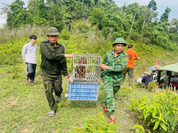 Cận cảnh nhiều loài động vật quý hiếm được thả về rừng
