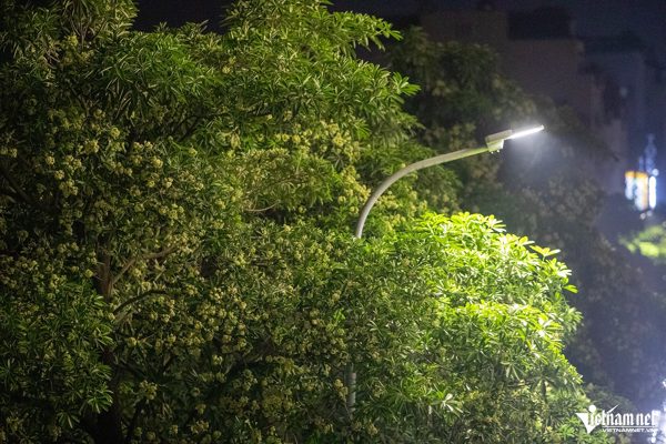 'Cần có đánh giá tác động tới sức khỏe người dân trước khi chuyển cây hoa sữa'
