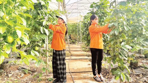 Cần giải pháp đồng bộ phát triển thuốc bảo vệ thực vật sinh học