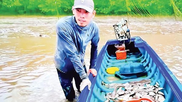 Cần Giờ vào mùa cá nâu