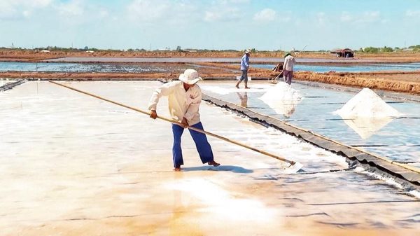 Cần sớm quy hoạch lại và nhân rộng mô hình nuôi Artemia
