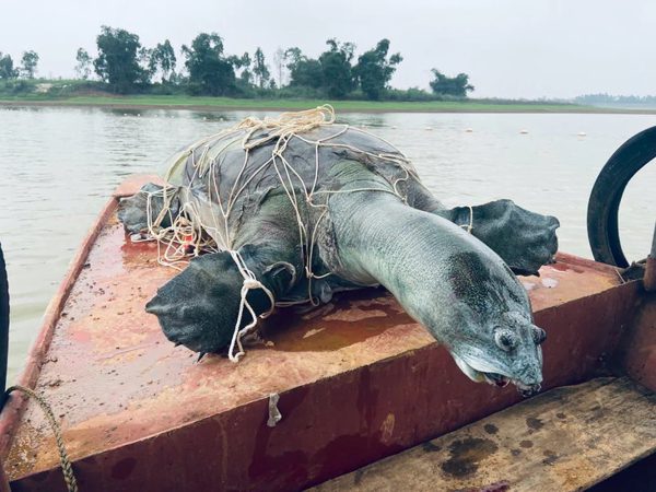 Cần thêm bằng chứng về khả năng còn rùa Hồ Gươm tại hồ Đồng Mô