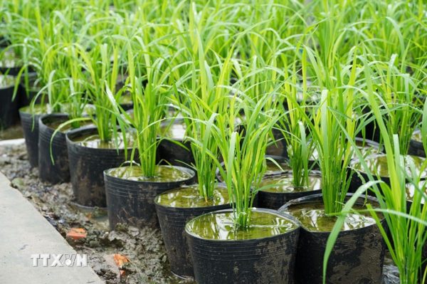Cần Thơ chuẩn bị 25.000 chậu lúa phục vụ Festival lúa gạo quốc tế