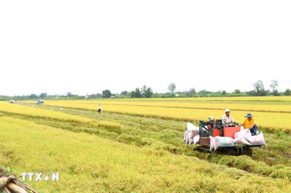 Cần Thơ phát triển chuỗi giá trị lúa gạo bền vững, thích ứng biến đổi khí hậu
