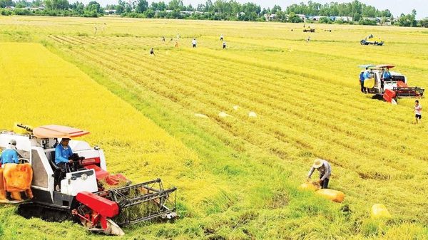 Cần Thơ tháo gỡ khó khăn trong cơ cấu lại nông nghiệp