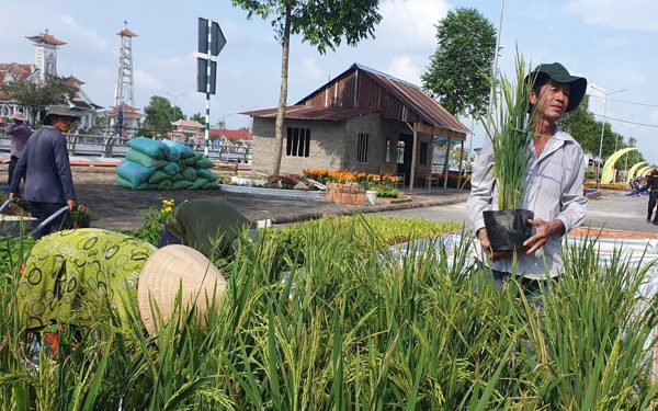 Cần Thơ trồng 25.000 chậu lúa làm 'con đường lúa gạo'
