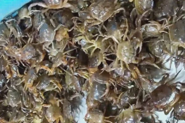 Càng cua đồng mùa lũ giá cao khó tin, vựa không đủ hàng để bán