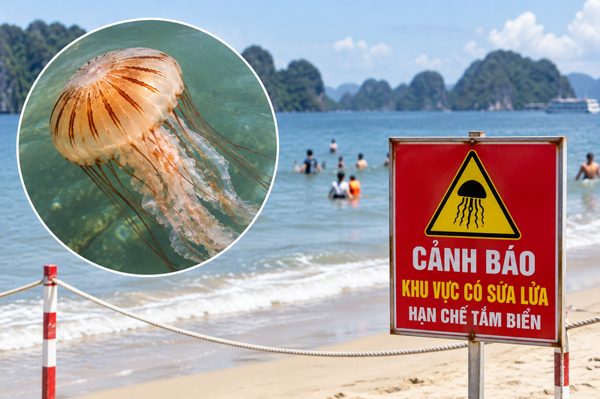 Cảnh báo sứa lửa xuất hiện ở biển Quảng Ninh