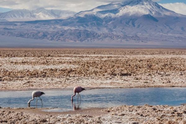 Cánh đồng muối Atacama: Kỳ quan bỗng thành tâm điểm nghịch lý toàn cầu