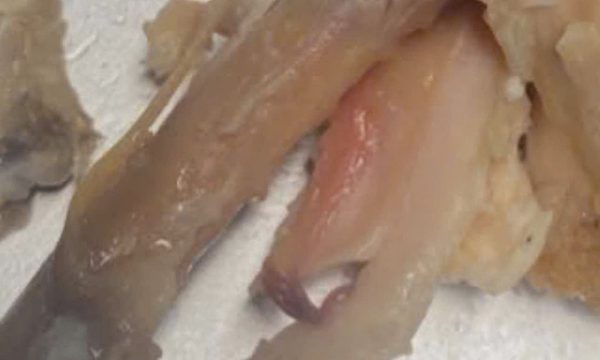 Cánh gà chiên còn sống vào suất ăn bán trú