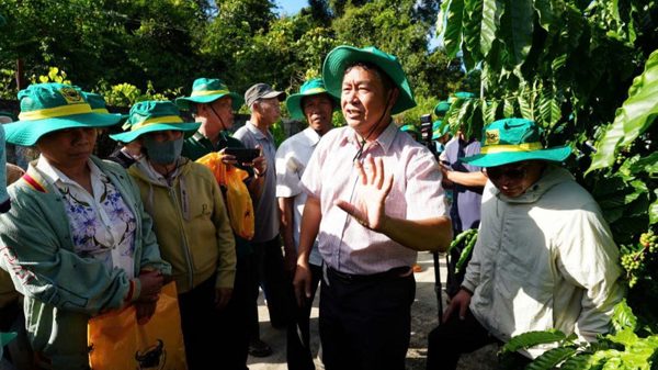 Canh tác cà phê thông minh tại Đắk Hà: Cây khoẻ, giữ quả tốt, giảm phát thải