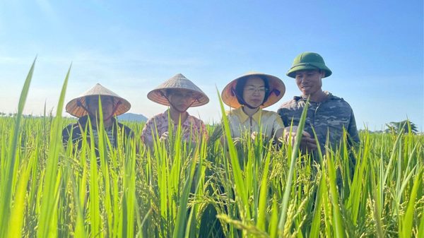 Canh tác lúa giảm phát thải ở Thanh Hóa