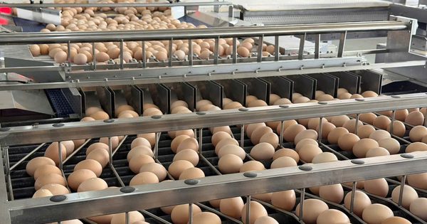 Cạnh tranh khốc liệt trên thị trường trứng gia cầm