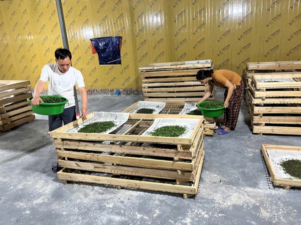 Cao Bằng: Cây dâu tằm - sinh kế thoát nghèo ở xã Hưng Đạo