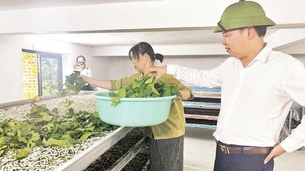 Cao Bằng đầu tư mở rộng nghề trồng dâu nuôi tằm