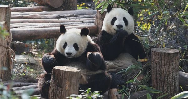 Cặp sứ giả gấu trúc Trung Quốc 'khởi hành' đến Mỹ