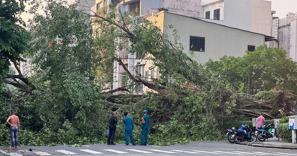 Cây bật gốc chắn ngang đường Đinh Tiên Hoàng ở TP.HCM, giao thông ùn tắc nghiêm trọng