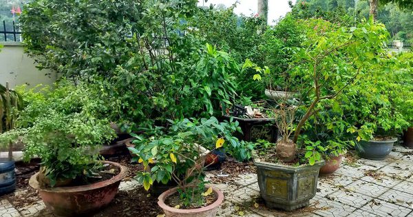 Cây cảnh trên vỉa hè bị tịch thu sẽ được xử lý thế nào?