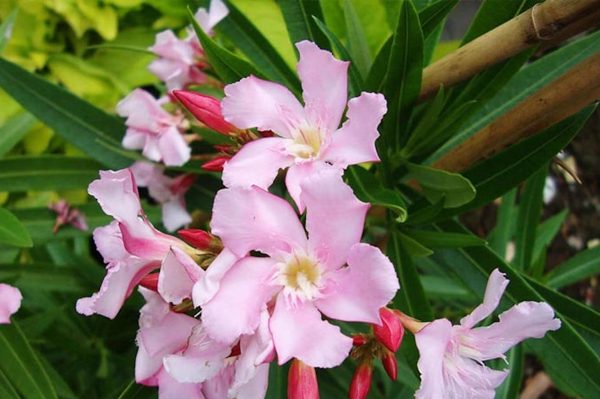 Cây có thân, lá chứa chất độc bị Hà Nội đưa vào danh mục cấm trồng nơi công cộng