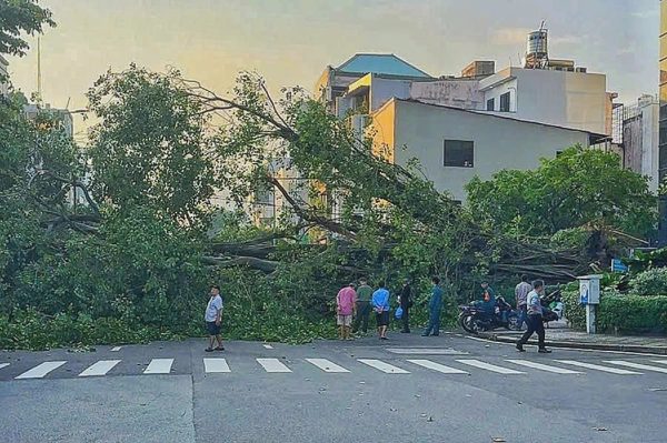 Cây cổ thụ bật gốc, đổ chắn ngang đường ở trung tâm TPHCM