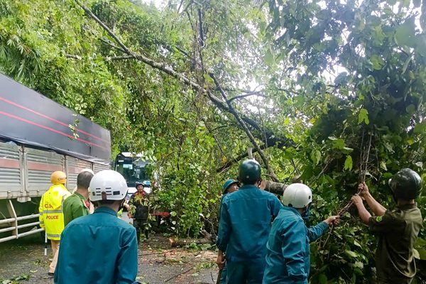 Cây cổ thụ cao 10m bật gốc đổ xuống Quốc lộ 20, giao thông ùn tắc