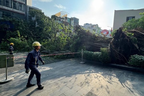 Cây cổ thụ cao 20m đổ chắn đường, trung tâm TPHCM kẹt xe kéo dài