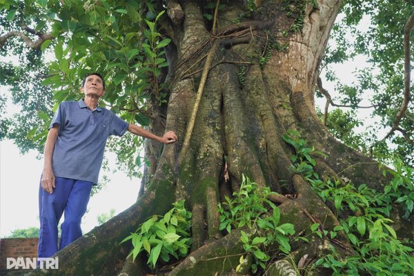 Cây đa 300 năm tuổi và những lần che chở bộ đội, "cứu" dân mùa lũ