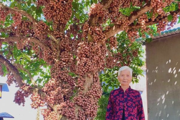 Cây đỏ cổ thụ có quả mọc từ gốc lên ngọn được công nhận là cây di sản