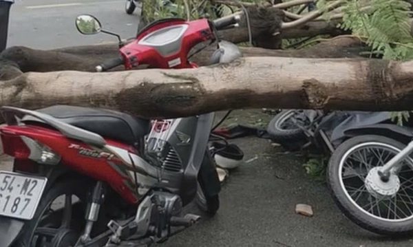 Cây đổ đè người đàn ông tử vong ở TP HCM