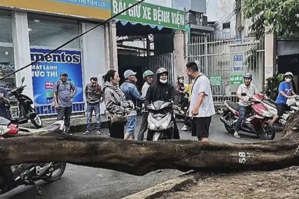 Cây đổ đè tử vong người đàn ông trước bệnh viện ở TPHCM