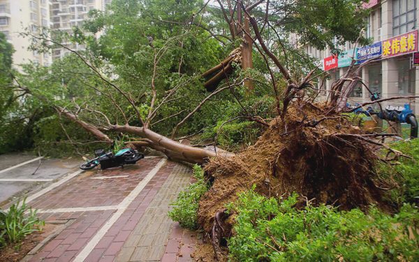 Cây đổ gây chết người: Các nước xác định trách nhiệm đơn vị quản lý ra sao?