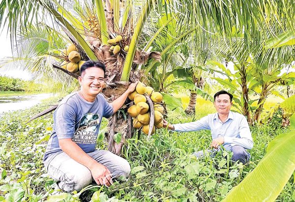 Cây dừa cùng mô hình “đa cây, đa con”