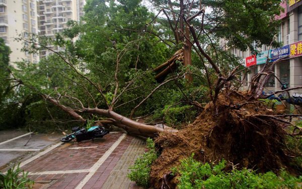 Cây gãy, đổ gây chết người: Khi nào đơn vị quản lý phải chịu trách nhiệm?