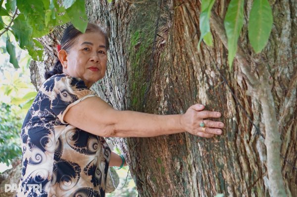 Cây lộc vừng hơn 300 tuổi và những câu chuyện kỳ bí bên miếu Bà