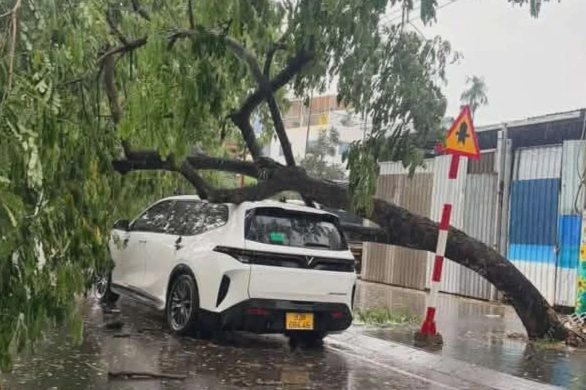 Cây me bật gốc đè taxi công nghệ ở TPHCM