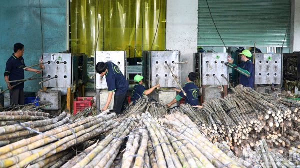 Cây mía Cần Thơ tìm đường xuất khẩu, mở lối ra cho nông dân